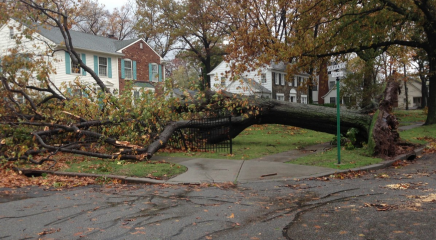 Tree Damage? 4 Ways Your Property Can Be Harmed