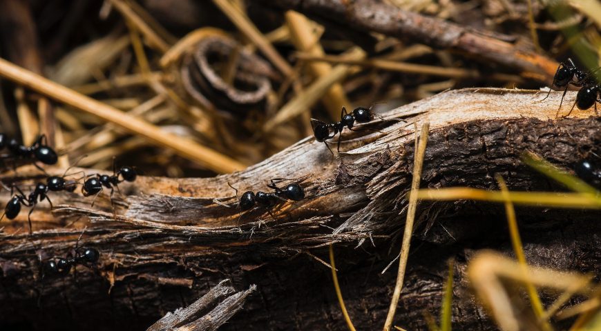 Wood Destroying Insects: Keep Your Roof Pest-Free